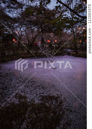 Cherry blossoms at Takada Castle Park in Niigata Prefecture, and a pond full of petals 122883978