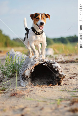 Dog exploring beach edges without leash. Walk fueling bright energy. Walk capturing dogs playful spirit, walk representing free bond between pet and environment 122884132