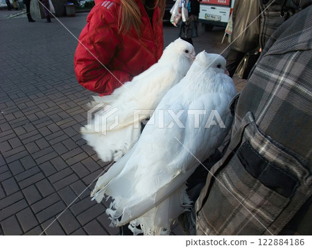 Two stunning white birds rest on the shoulder of a person wearing a plaid jacket in a bustling urban setting. The scene captures a moment of calm amid city life. Two stunning white birds rest on the shoulder of a person wearing a plaid jacket in a bustling urban setting. The scene captures a moment of calm amid city life. 122884186