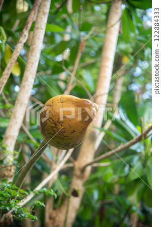 Ripe Canistel 122884333