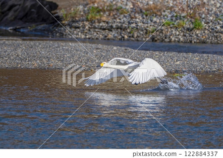 Dynamic scene of a whooper swan taking off from the water 122884337
