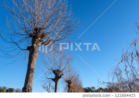 Row of Parsley Trees 122884425