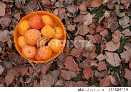 Delicious sweet ripe persimmons harvested in a bucket 122884439
