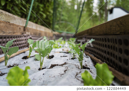 Green kohlrabi seedlings growing in the garden Green kohlrabi seedlings growing in the garden 122884449