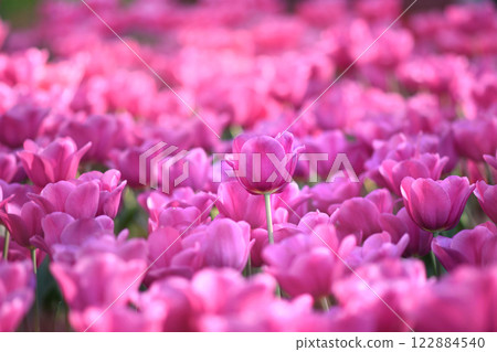 Spring blossoming pink tulips in garden, springtime bright flowers in the field, pastel and soft floral card, selective focus, shallow DOF, toned Spring blossoming pink tulips in garden, springtime bright flowers in the field, pastel and soft floral card, selective focus, shallow DOF, toned 122884540