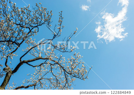 Plum blossoms and trees in full bloom, plum grove in early spring Plum blossoms and trees in full bloom, plum grove in early spring 122884849