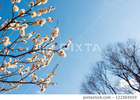 梅花盛開，梅樹成蔭，初春梅林 122884850