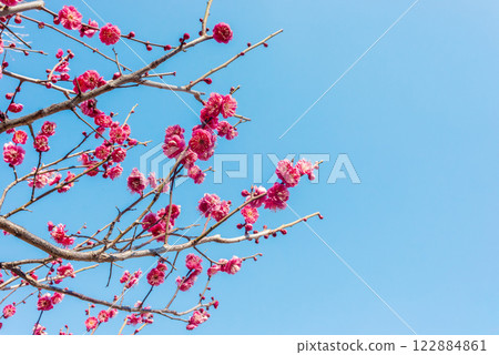 Red plum blossoms blooming in early spring in a plum grove in Tokyo 122884861