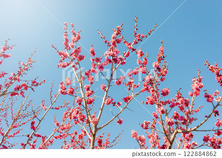 Red plum blossoms blooming in early spring in a plum grove in Tokyo Red plum blossoms blooming in early spring in a plum grove in Tokyo 122884862