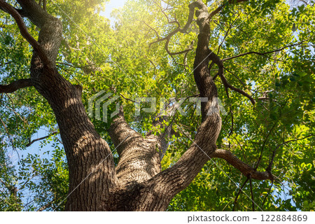 大樟樹，常綠喬木 122884869