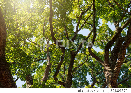 Large camphor trees, giant evergreen trees 122884871