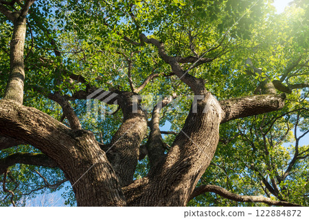 Large camphor trees, giant evergreen trees 122884872