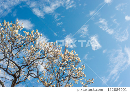 Plum blossoms and trees blooming in early spring, plum grove in a Japanese garden 122884901