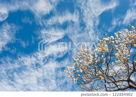 早春盛開的梅花和樹木，日本花園裡的梅林 122884902