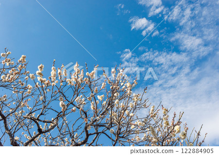 Plum blossoms and trees blooming in early spring, plum grove in a Japanese garden 122884905