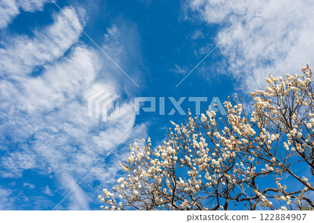 Plum blossoms and trees blooming in early spring, plum grove in a Japanese garden 122884907