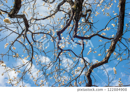Plum blossoms and trees blooming in early spring, plum grove in a Japanese garden 122884908