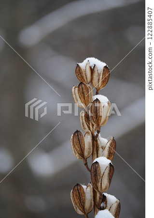 冬季森林中戴著雪帽的百合花 冬季森林中戴著雪帽的百合花 122885407