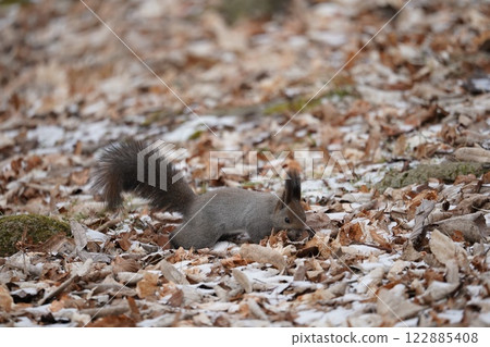 初冬森林中的蝦夷松鼠 122885408