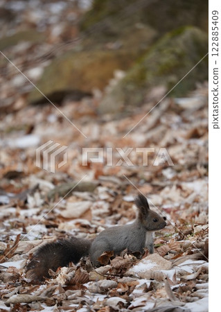 Hokkaido squirrel in early winter forest 122885409