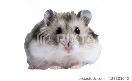 強加爾倉鼠（AI 生成材料） 122885640