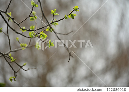Those who enjoy the spring sunshine 122886018