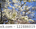Those who enjoy the spring sunshine 122886019