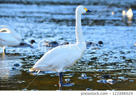 在荒川過冬的大天鵝 在荒川過冬的大天鵝 122886029