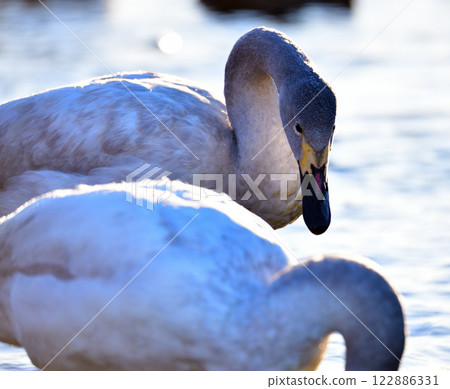 在荒川過冬的大天鵝 122886331