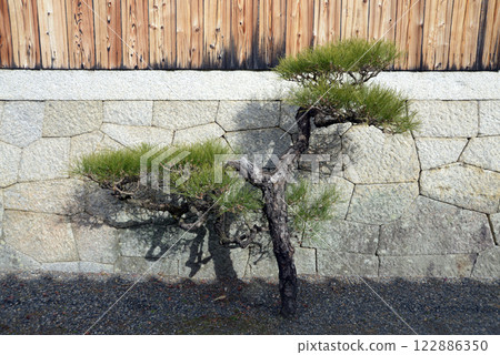 Pine trees along the approach to Myoshinji Temple, Hanazono, Ukyo Ward, Kyoto City 122886350