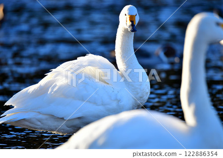Whooper swans overwintering in the Arakawa River 122886354