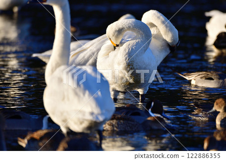 在荒川過冬的大天鵝 122886355