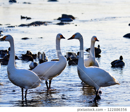 Whooper swans overwintering in the Arakawa River 122886356