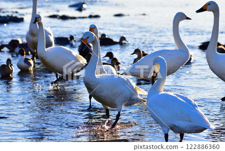 大天鵝和鴨子成群結隊地來到深谷市舊川本地區的覓食地過冬 122886360