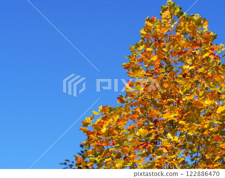 Blue sky and yellow maple leaves Blue sky and yellow maple leaves 122886470