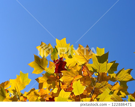 藍色的天空和黃色的楓葉 122886471