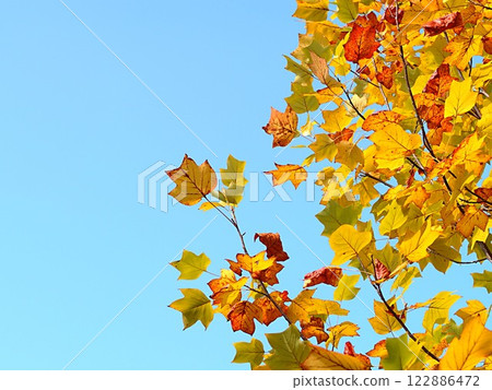 藍色的天空和黃色的楓葉 122886472