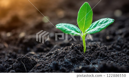 A small green plant is growing in the dirt A small green plant is growing in the dirt 122886550