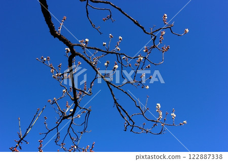 The white plum blossoms of Fukuzo-in Temple begin to bloom in the bright winter sunshine (6) 122887338