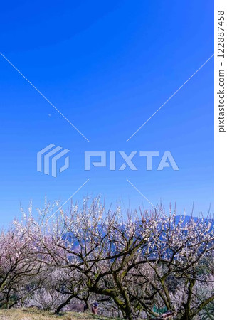 梅花在梅水月的晴空中熠熠生輝 “人吉市南部大古葉山坡上的梅園” 人吉市 梅花在梅水月的晴空中熠熠生輝 “人吉市南部大古葉山坡上的梅園” 人吉市 122887458