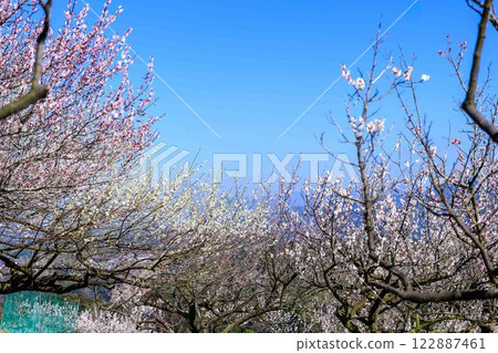 Plum blossoms shining in the clear skies of Umemizuki (Plum Viewing Moon) "A plum orchard spreading across the slopes of Okoba Hill, south of Hitoyoshi City" Hitoyoshi City 122887461