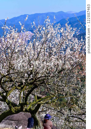 梅花在梅水月的晴空中熠熠生輝 “人吉市南部大古葉山坡上的梅園” 人吉市 122887463
