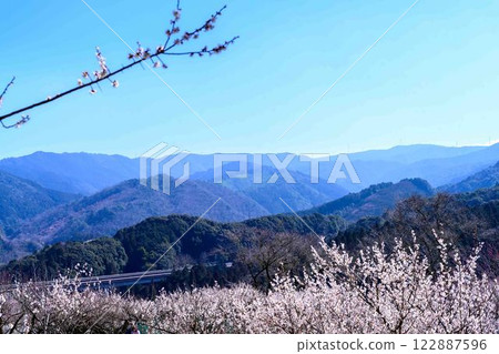 梅花在梅水月的晴空中熠熠生輝 “人吉市南部大古葉山坡上的梅園” 人吉市 梅花在梅水月的晴空中熠熠生輝 “人吉市南部大古葉山坡上的梅園” 人吉市 122887596