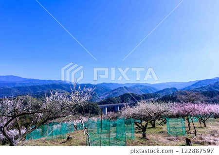 梅花在梅水月的晴空中熠熠生輝 “人吉市南部大古葉山坡上的梅園” 人吉市 梅花在梅水月的晴空中熠熠生輝 “人吉市南部大古葉山坡上的梅園” 人吉市 122887597