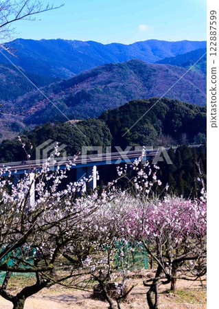 梅花在梅水月的晴空中熠熠生輝 “人吉市南部大古葉山坡上的梅園” 人吉市 梅花在梅水月的晴空中熠熠生輝 “人吉市南部大古葉山坡上的梅園” 人吉市 122887599