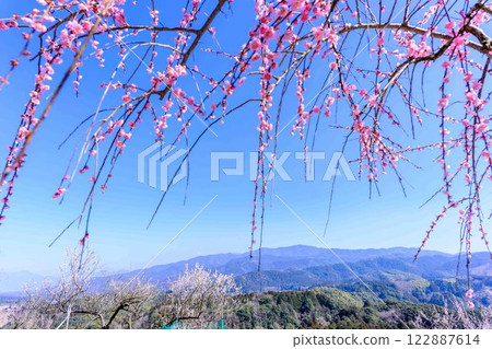 梅花在梅水月的晴空中熠熠生輝 “人吉市南部大古葉山坡上的梅園” 人吉市 122887614