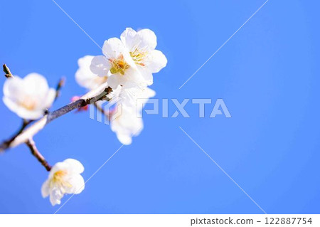 在賞梅月光下閃耀的梅花特寫。 122887754