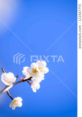 在賞梅月光下閃耀的梅花特寫。 122887755