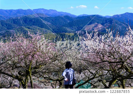 Plum blossoms shining in the clear skies of Umemizuki (Plum Viewing Moon) "A plum orchard spreading across the slopes of Okoba Hill, south of Hitoyoshi City" Hitoyoshi City Plum blossoms shining in the clear skies of Umemizuki (Plum Viewing Moon) "A plum orchard spreading across the slopes of Okoba Hill, south of Hitoyoshi City" Hitoyoshi City 122887855