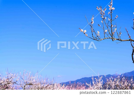 Plum blossoms shining in the clear skies of Umemizuki (Plum Viewing Moon) "A plum orchard spreading across the slopes of Okoba Hill, south of Hitoyoshi City" Hitoyoshi City Plum blossoms shining in the clear skies of Umemizuki (Plum Viewing Moon) "A plum orchard spreading across the slopes of Okoba Hill, south of Hitoyoshi City" Hitoyoshi City 122887861